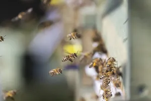 Beehive with flying bees, spring in the Swabian Alb