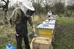 Beehives, beekeeper pacifies honey bees (Apis) with smoker in beehive