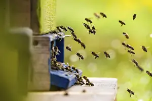 Beehives under blossoming cherry trees in spring