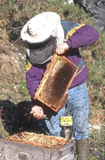 A beekeeper handling a honeycomb at a hive surrounded by bees