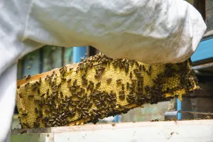 The beekeeper keeps a frame with honey sealed with wax on which bees sit