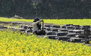 Beekeeper pulls honeycombs out of beehives to extract honey in a honey production unit near a mustard field on December
