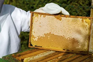 Beekeeper shows the honeycomb with honey deposit