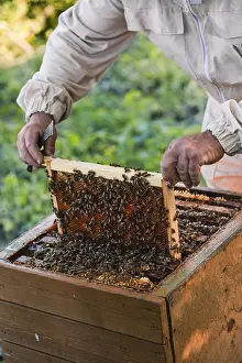 Beekeeper working in apiary, drawing out the honeycomb with bees and honey on it from a hive