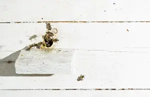 Bees entering the hive. White beehive