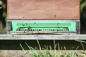 Bees are landing at the boards of a hive