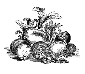 Beet, historical illustration from: Marie Adenfeller