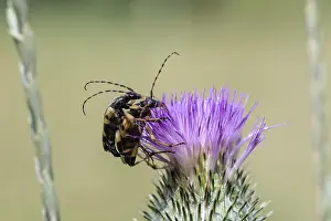 A beetle sitting on a purple flowering thistle in a natural environment