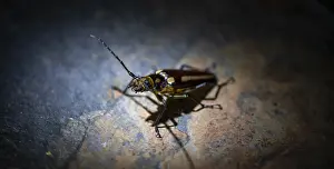 Beetle sitting on a stone, at night