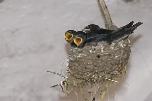 Begging nestlings, Barn Swallows (Hirundo rustica)