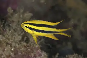 Behn's damselfish, Behn's damselfish