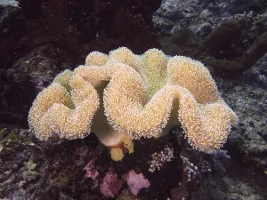 Beige coral with fine structures