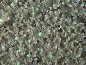 Category Wildlife DE Prints: Beige-green star-shaped corals