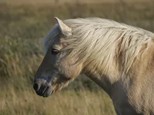 Beige horse with flowing mane, seen from the side