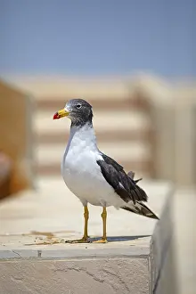 Belcher's gull (Larus belcheri) in the Reserva Nacional de Paracas