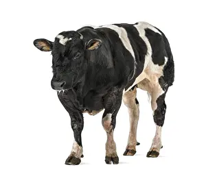 Belgian blue bull (16 months old)