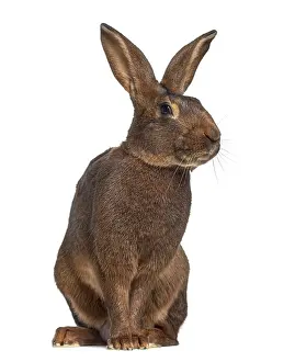 Belgian Hare isolated on white