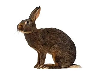 Belgian Hare in front of a white background
