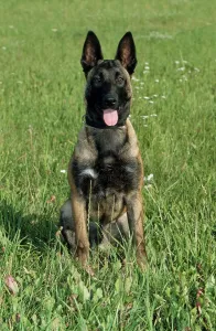 Belgian Malinois, Malinois, Belgian Shepherd Dog