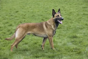 Belgian Shepherd Dog (Canis lupus familiaris)