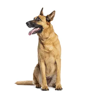 Belgian shepherd dog sitting and panting