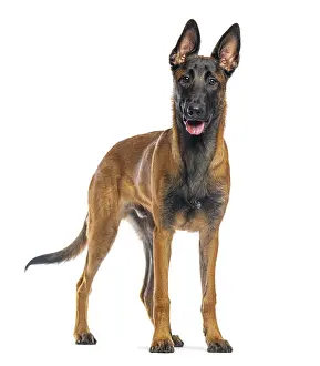 Belgian shepherd malinois, also known as the chien de berger belge