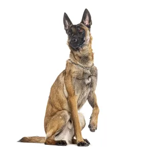 Belgian shepherd Malinois wearing a collar