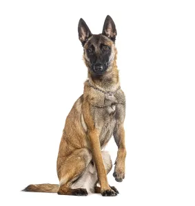 Belgian shepherd Malinois wearing a collar