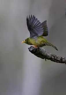 Bell Miner (Manorina melanophrys)