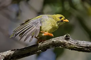 Bell Miner (Manorina melanophrys)