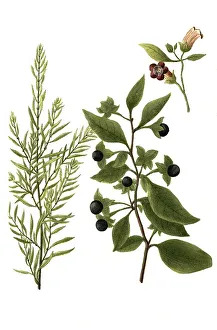 Bella dona, Black Belladonna, Atropa belladonna and Bella vedere seu scoparia