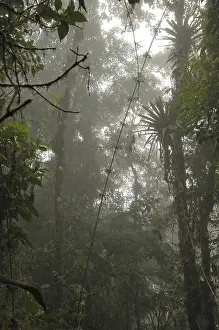 Bella Vista, Ecuador