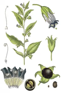 Belladonna, Devil's berries
