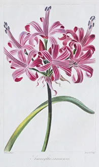Belladonna-lily (Amaryllis belladonna)