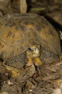 Bell's hinge-back tortoise (Kinixys belliana)