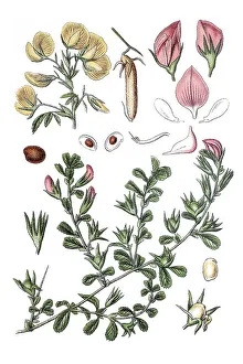Below: Common Restharrow (Ononis repens)