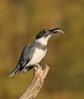 Belted Kingfisher (Megaceryle alcyon) male perched on a branch with fish prey in beak