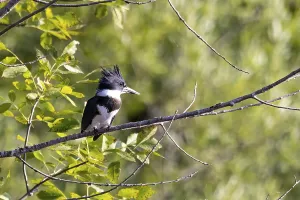 The belted kingfisher (Megaceryle alcyon) Migration bird native to North America