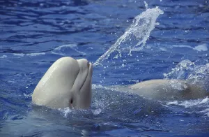 Beluga Whale (delphinapterus leucas) or White Whale
