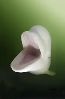 Beluga Whale, White Whale (Delphinapterus leucas)