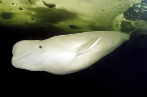 Beluga, White whale (Delphinapterus leucas)