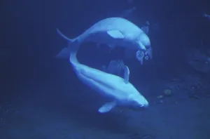 Beluga OR WHITE Whale (delphinapterus leucas)