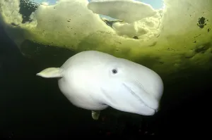 Beluga, White whale (Delphinapterus leucas)