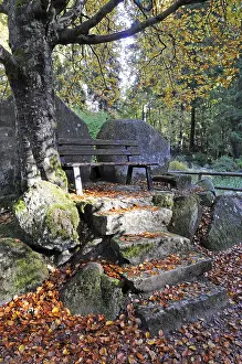 Bench, autumn, autumn forest, beech