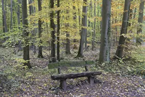 Bench in autumn forest