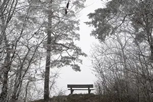 An empty bench between bare trees covered with brawl in a quiet