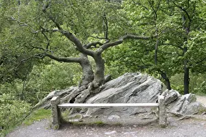 Bench on a hiking trail in the Harz National Park