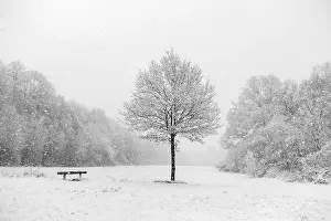 Bench next to a tree, idyll at the onset of winter on the outskirts of Meerbusch