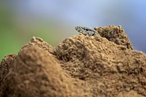 Bengal bengal monitor (Varanus bengalensis)