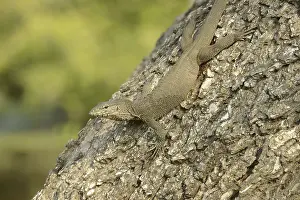 Bengal bengal monitor (Varanus bengalensis) immature
